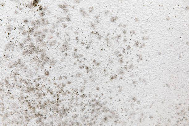 Professional Mold Removal in Reedurban, OH